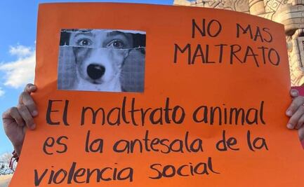 Suman 300 denuncias por maltrato animal en Yucatán; activista destaca 80 municipios como focos rojos
