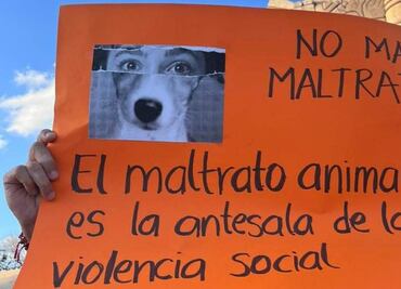 Suman 300 denuncias por maltrato animal en Yucatán; activista destaca 80 municipios como focos rojos