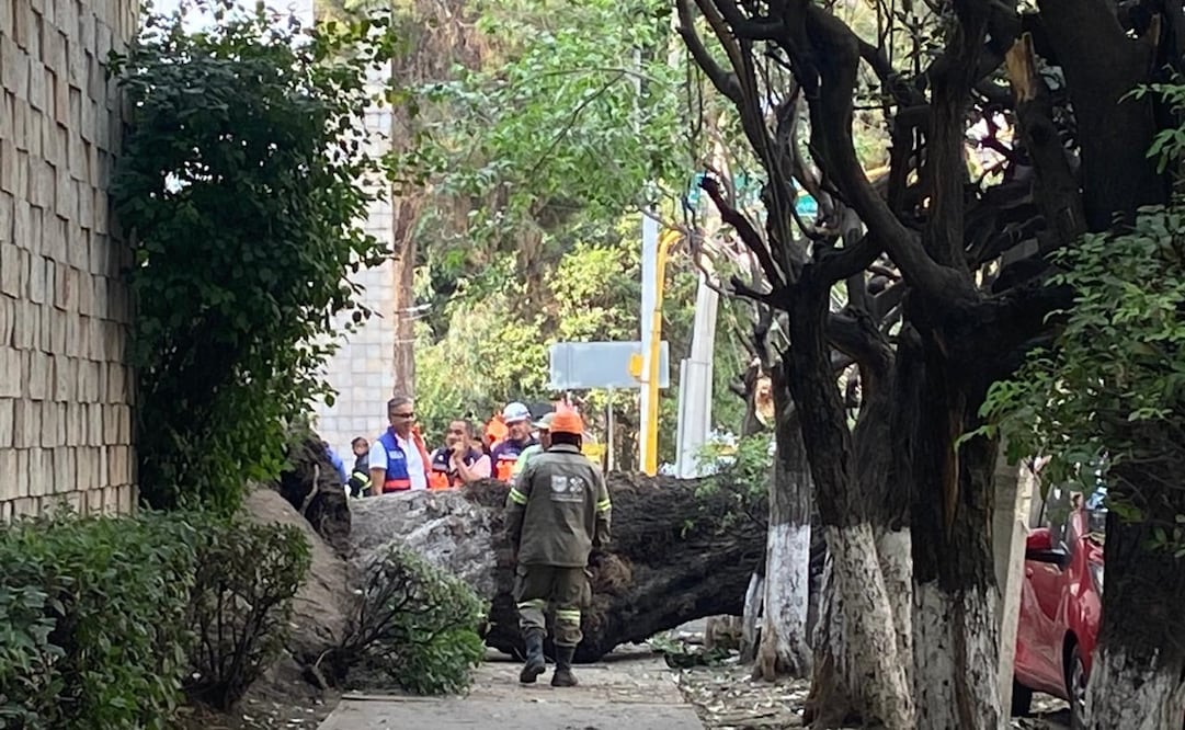 Fuertes ráfagas de viento tiran árbol de 20 metros. Foto: Especial