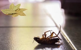 Hojas de laurel en casa: ¿dónde colocarlas para repeler cucarachas y atraer la buena suerte?