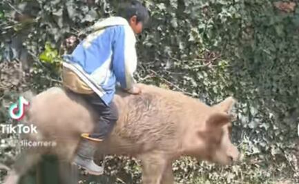 Video: imagina vivir en Europa y perderte al niño que monta cerdos