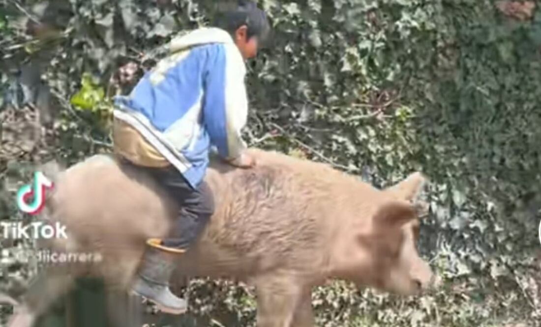 Este niño se volvió viral por montar un puerquito. Foto: TikTok @diicarrera