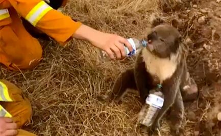 Incendios en Australia matan a la mitad de los koalas sanos en isla santuario