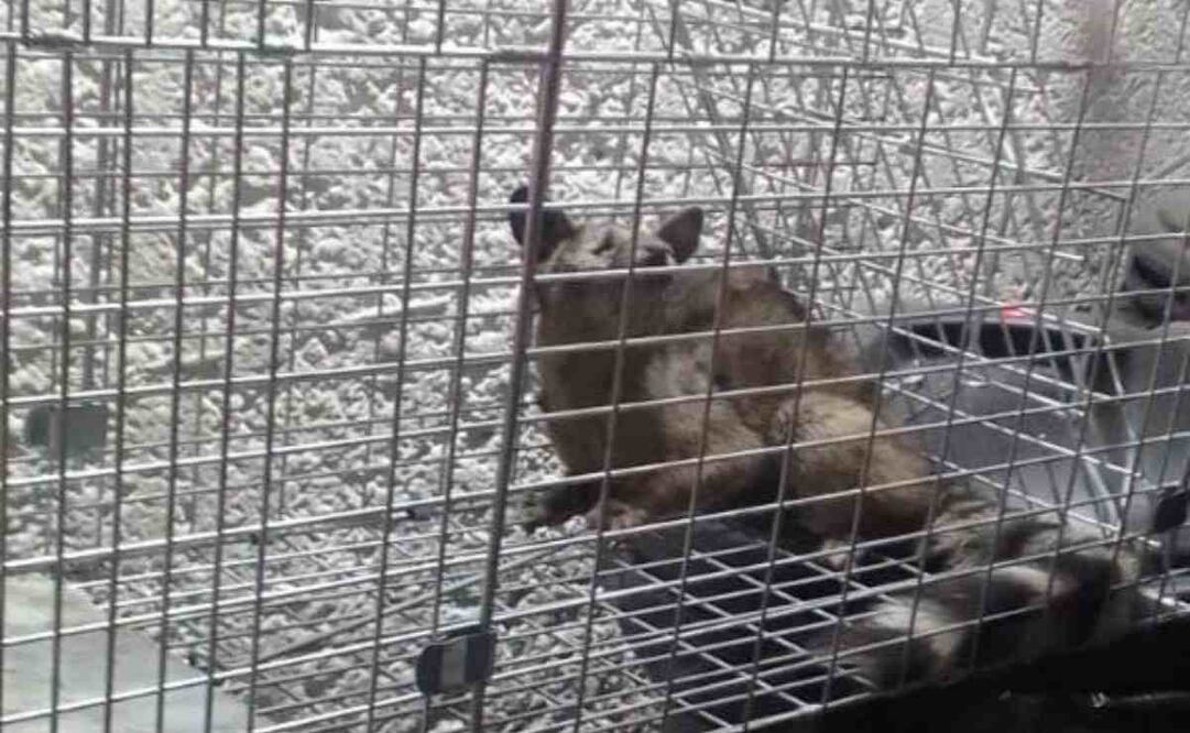 Encuentran cacomixtle en la línea 1. Foto: Especial