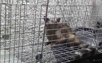 VIDEO: Resguardan cacomixtle encontrado en la Línea 1