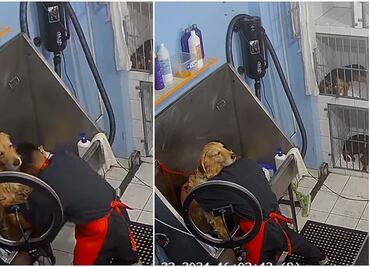 VIDEO: Empleado de estética canina causa ternura tras cantar a todo pulmón mientras baña a perrito