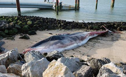 Ballena de 19 metros de largo encalla en las costas de Francia