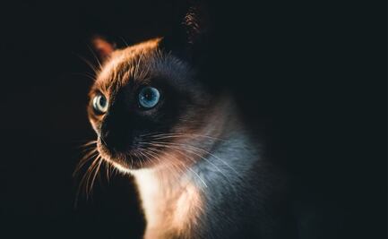 Estas son las 3 razas de gatos más tranquilas para tu hogar