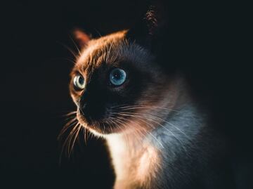 Estas son las 3 razas de gatos más tranquilas para tu hogar