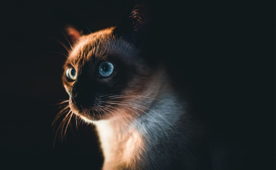 Siamés. Fuente: Pixabay