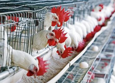 Mexican poultry products exports to Hong Kong suspended