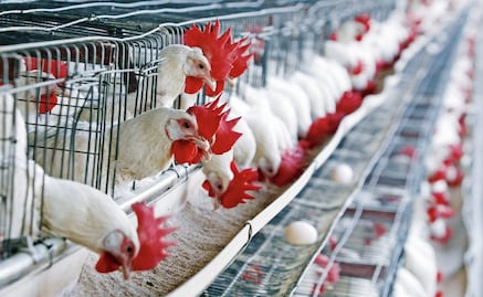 Mexican poultry products exports to Hong Kong suspended
