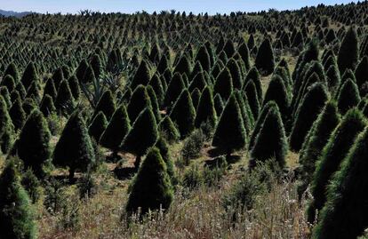 Un paseo por el Bosque de los Árboles de Navidad