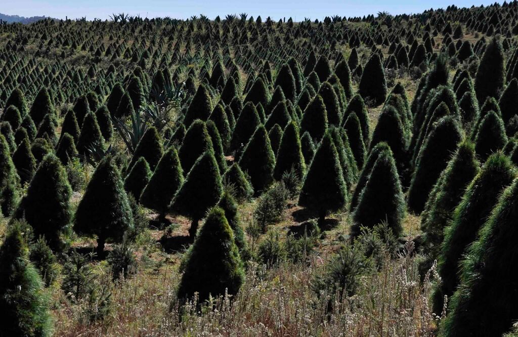 Cortar los arbolitos aquí es 100% sustentable, ya que se conserva parte de su tronco para generar otro ejemplar. (Foto: CORTESÍA SECTUR EDOMEX)