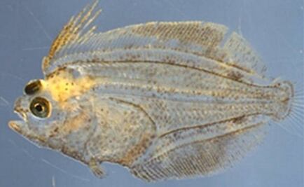 Encuentran solución al misterio de los peces planos