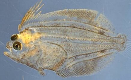 Encuentran solución al misterio de los peces planos