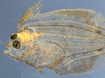 Encuentran solución al misterio de los peces planos