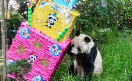 Muere la panda gigante más longeva de México, Shuan Shuan, a los 35 años