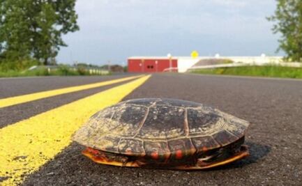 Reportan hasta 30 tortugas muertas por atropellamiento en Campeche