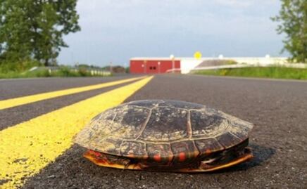Reportan hasta 30 tortugas muertas por atropellamiento en Campeche