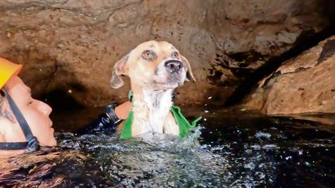 Buzos rescatan a perrita Shakira atrapada en un cenote
