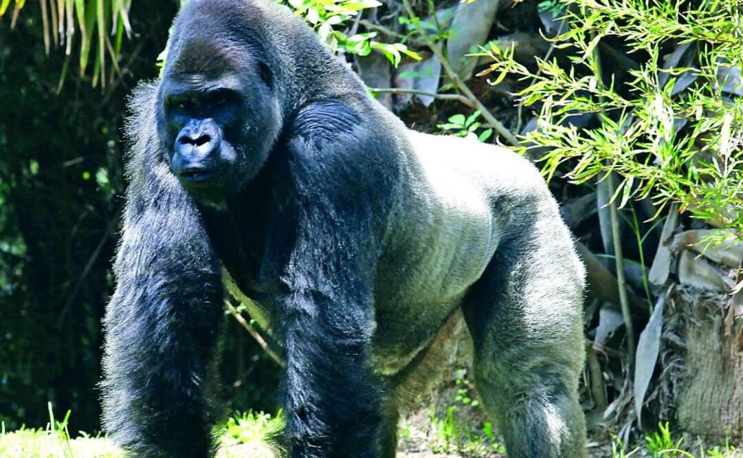 Indaga Comisión de Derechos Humanos local el deceso