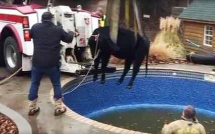 Rescatan a vaca de piscina en una casa en Oklahoma