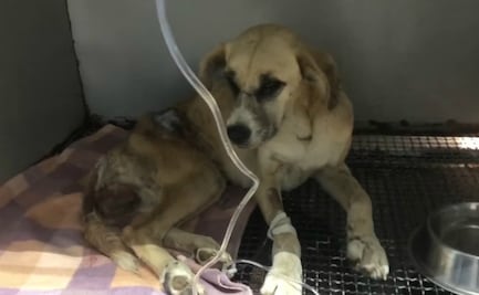 Rescatan a perrita que fue enterrada viva y con señales de abuso sexual en Ecatepec