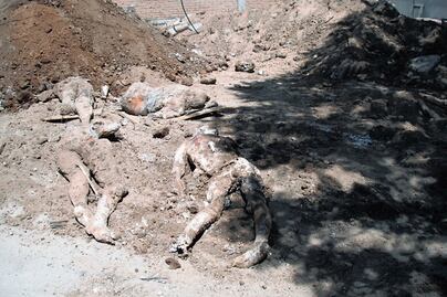 Narcofosas Durango: cementerio de desaparecidos 