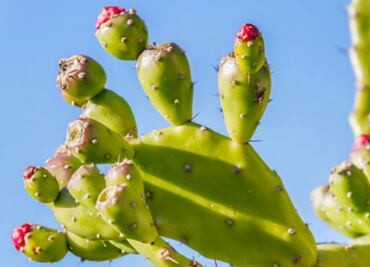 La tuna para endulzar nuestro café