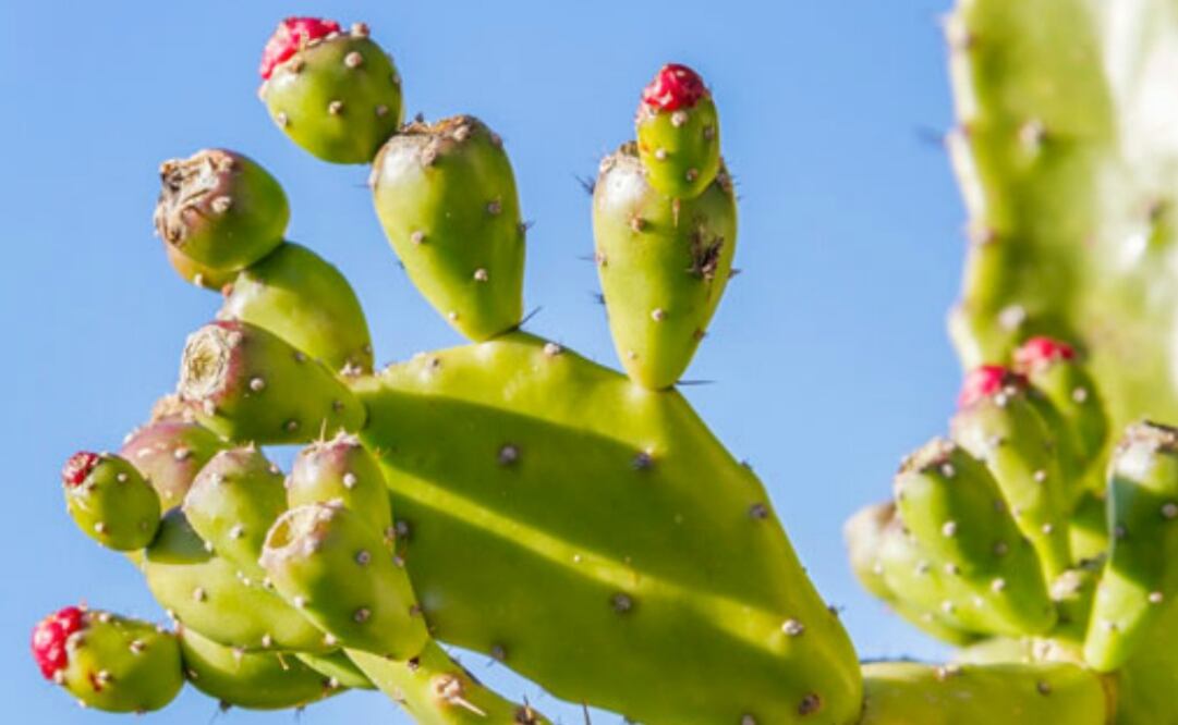 Durante el año podemos disfrutar de esta fruta con un precio accesible