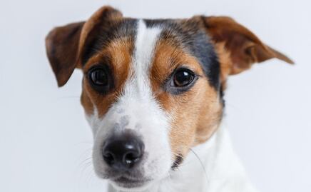 Conoce cuáles son los 7 olores que los perros menos soportan