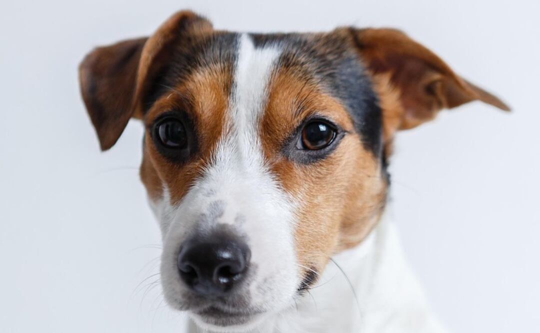 Los perros y los olores. Fuente: Pixabay