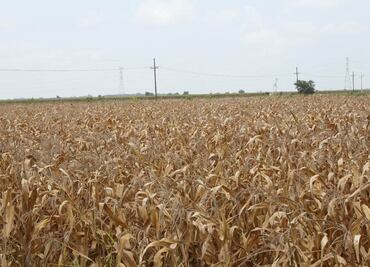Plaga invade 20 mil ha de sorgo en Irapuato