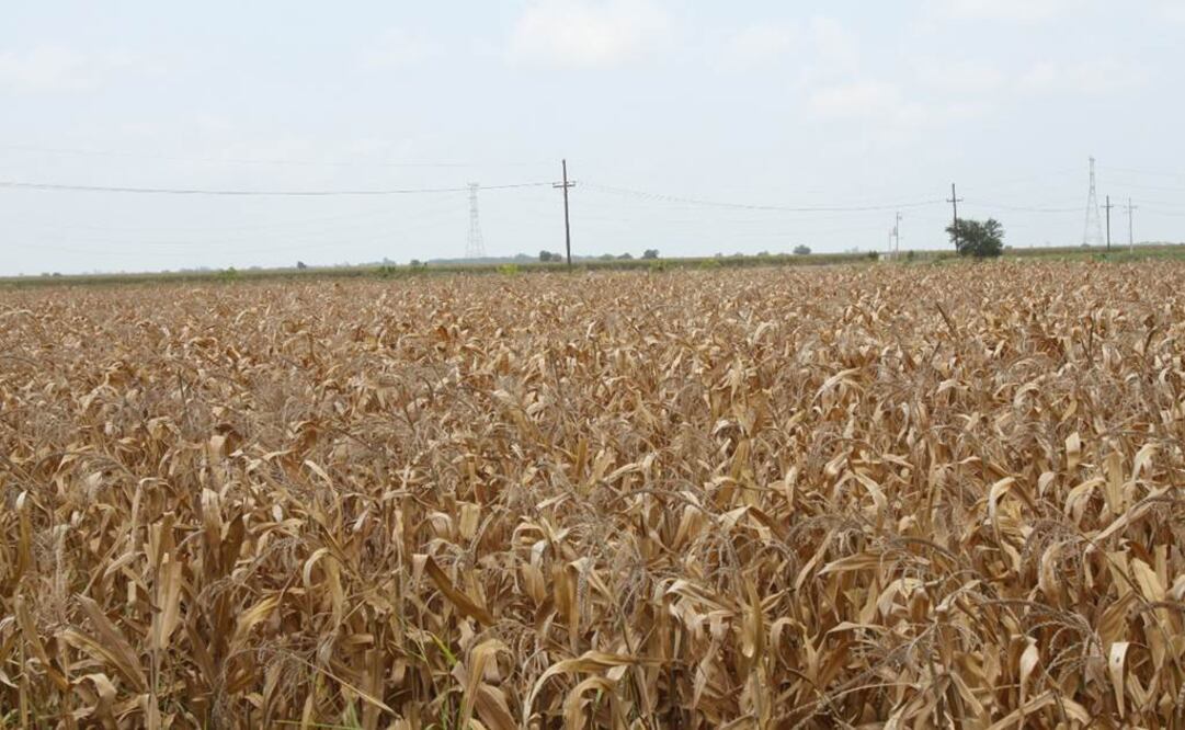 El insecto atacó los cultivos de sorgo y maíz. Archivo / EL UNIVERSAL