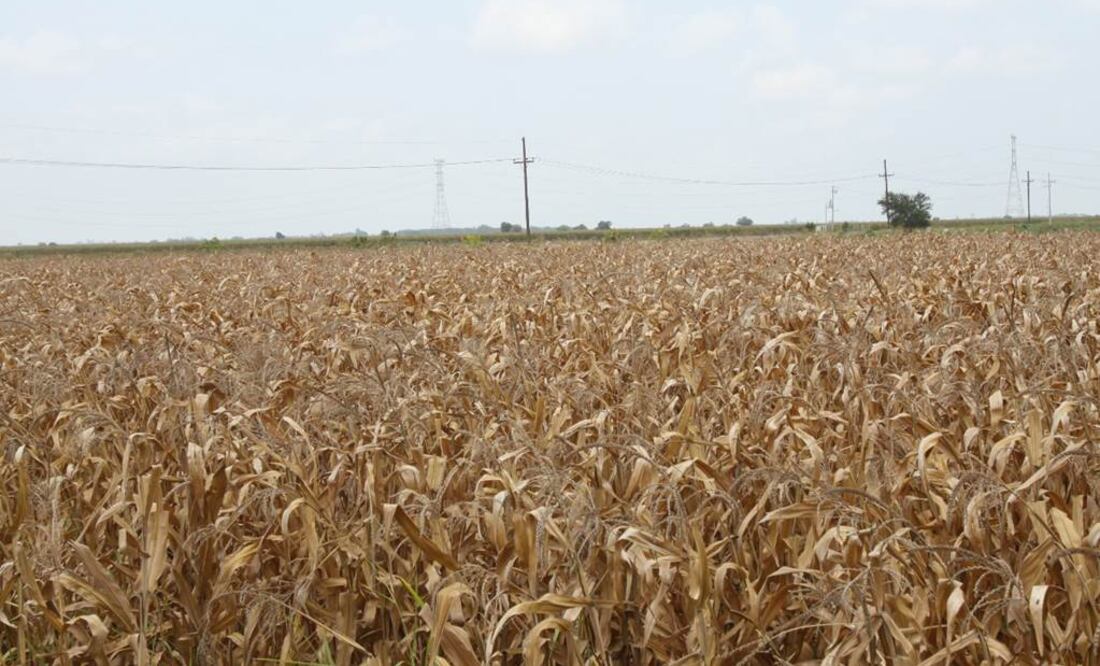 El insecto atacó los cultivos de sorgo y maíz. Archivo / EL UNIVERSAL