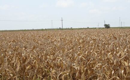 Plaga invade 20 mil ha de sorgo en Irapuato
