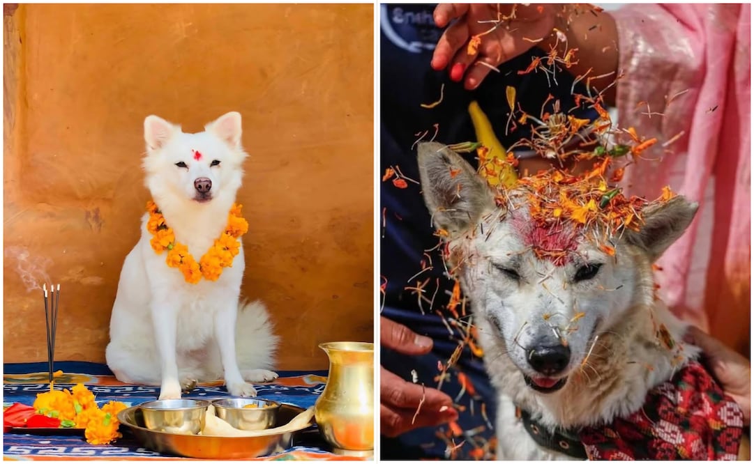 En Nepal, existe un festival dedicado a honrar y venerar a los perros, llamado Kukur Tihar. Foto: Redes sociales