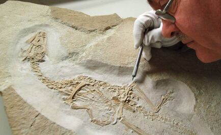 Investigan venta de esqueleto de dinosaurio vía Facebook