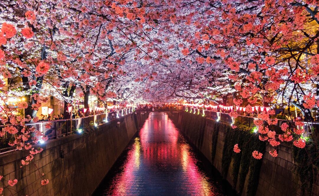 Puedes hacer tu reseña sobre un tour virtual de la floración de cerezos en Japón. Foto: Unsplash. Sora Sagano