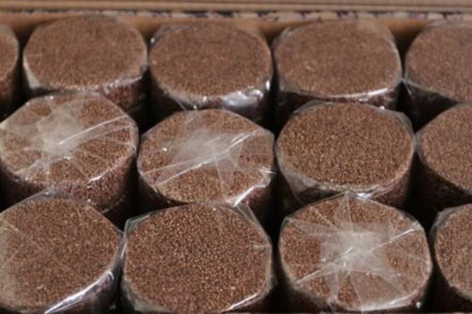 Amaranto, herencia ancestral de la agricultura mexicana