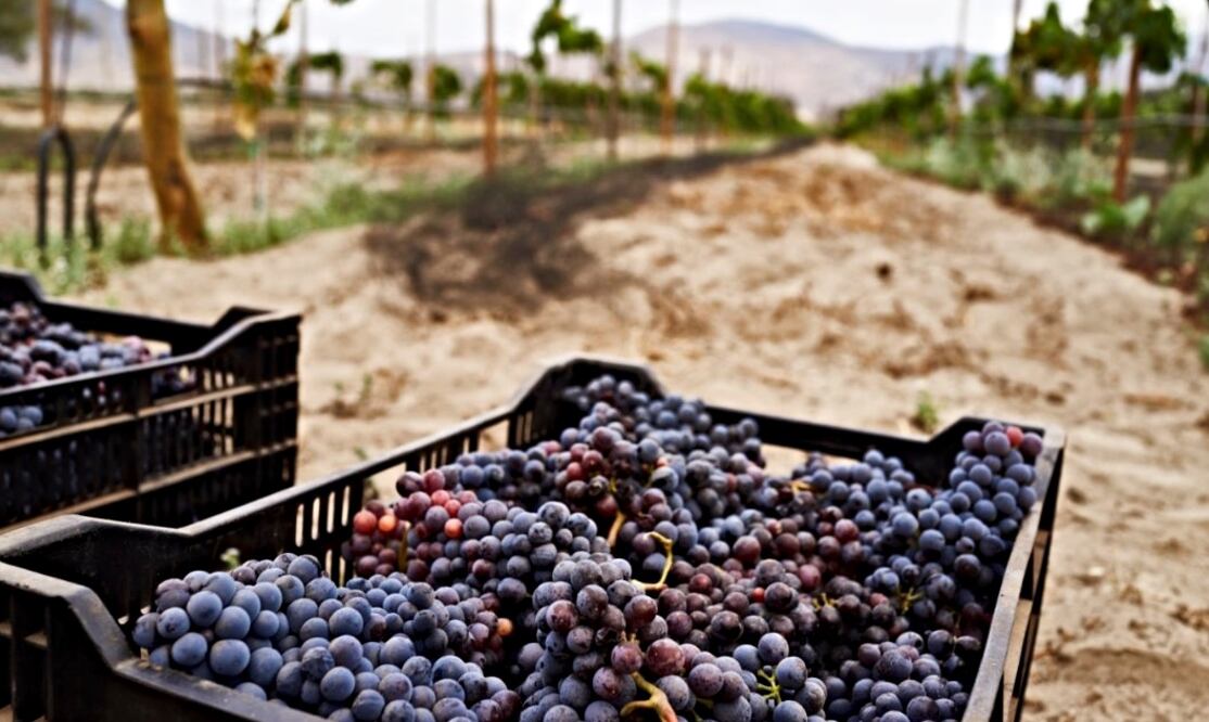 En Baja California se produce el 75% del vino a nivel nacional. Foto: Cortesía Comité Provino de Baja California