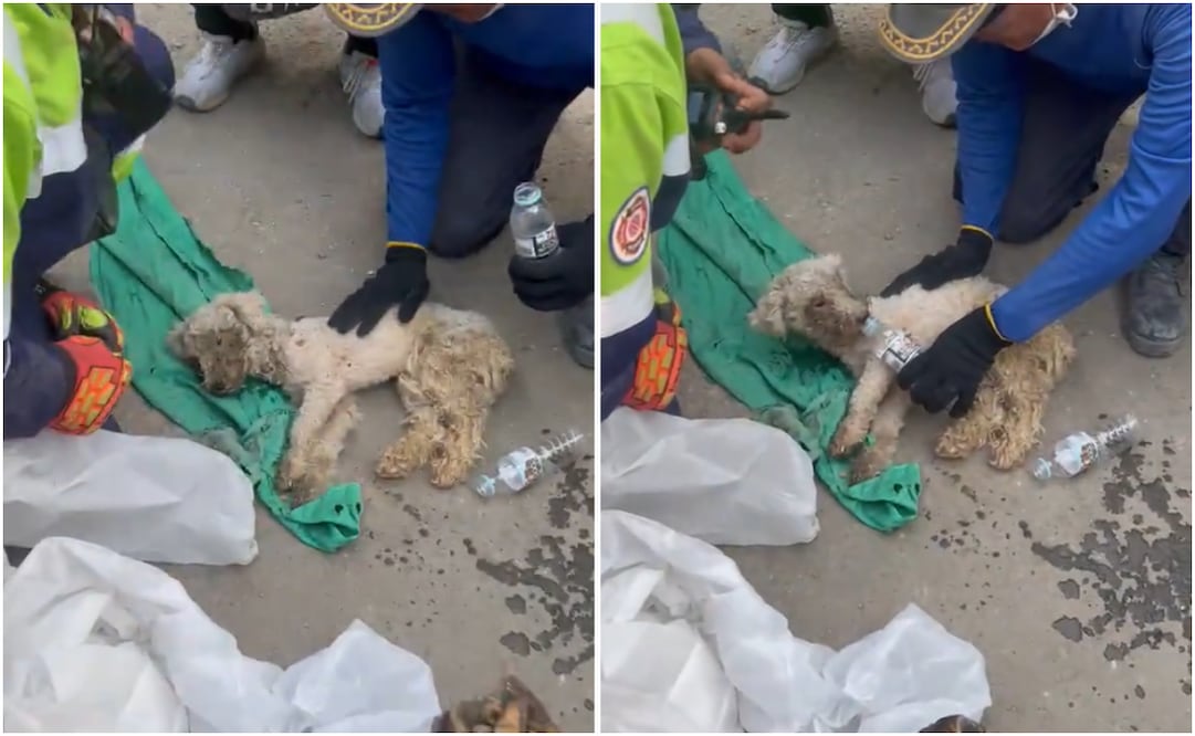 Brigada de rescate en Venezuela encuentra con vida a Laila; tras casi cuatro semanas bajo los escombros por el doble terremoto. Foto: Captura de pantalla TikTok