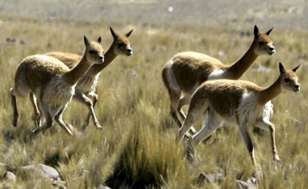 Covid-19. Crean potente antiviral procedente de las llamas contra el coronavirus