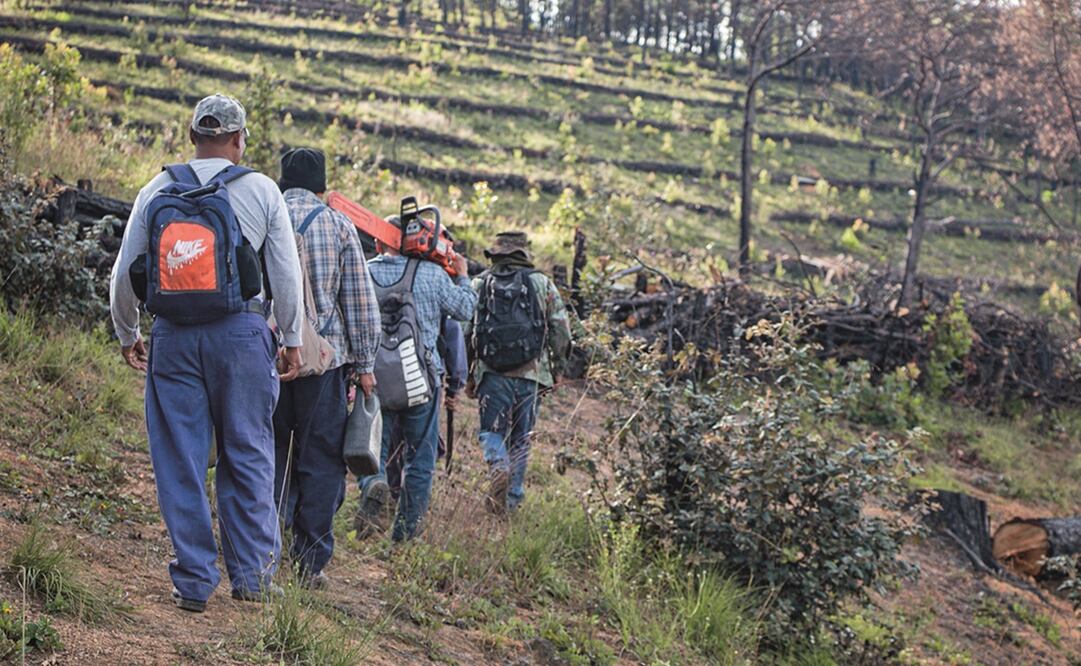Si bien en cinco años se espera que la zona se encuentre de nuevo con árboles, el objetivo es tener un bosque muy parecido al que se quemó, dicen pobladores. Foto: Juana García