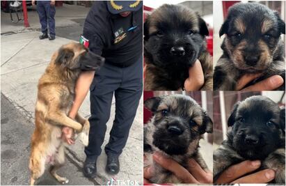 ¡Ya es mamá! Perrita bombera rescatada en CDMX tuvo a 6 bomberitos, TIKTOK