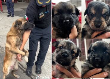 ¡Ya es mamá! Perrita bombera rescatada en CDMX tuvo a 6 bomberitos, TIKTOK