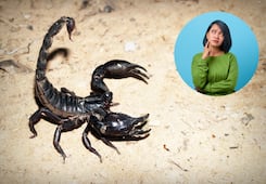 Alacranes en CDMX: ¿cuáles son las alcaldías con mayor presencia de este arácnido?; protege a tu familia de picaduras