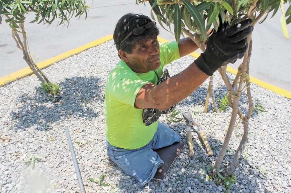 Con el apoyo de unas cuantas herramientas, Rubén, de 58 años, se dispone a cortar los arbolitos o a limpiar la yerba; afirma que los límites están en la mente de las personas. Foto: FRANCISCO RODRÍGUEZ. EL UNIVERSAL
