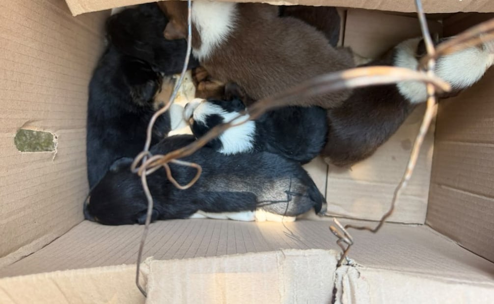 Rescatan a siete cachorros abandonados en Álvaro Obregón; buscarán un hogar para ellos.
Foto: Especial.